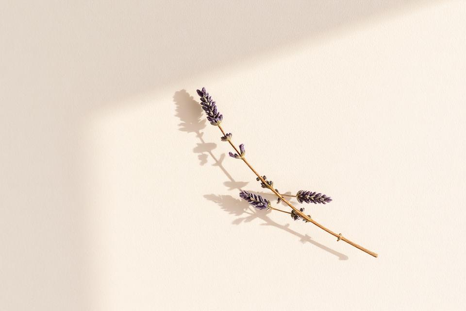 A single sprig of dried lavender against a soft wall